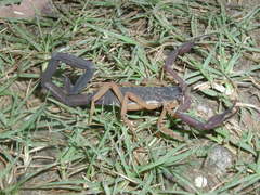 Centruroides gracilis