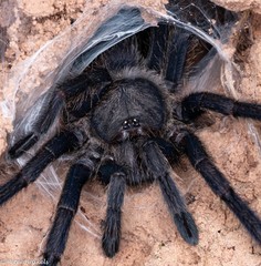 Chilobrachys dyscolus