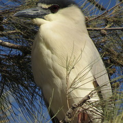 Nycticorax nycticorax