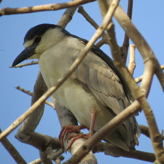 Nycticorax nycticorax