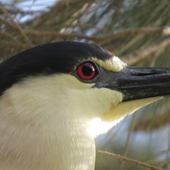 Nycticorax nycticorax