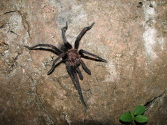 Citharacanthus meermani