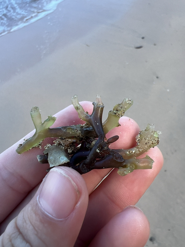 Codium edule observed 2025-12-03