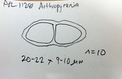 Arthopyrenia peltigerella