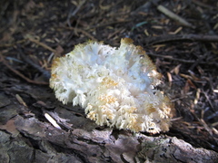 Hericium abietis