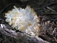 Hericium abietis