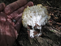 Hericium abietis