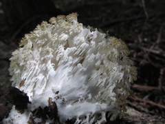 Hericium abietis