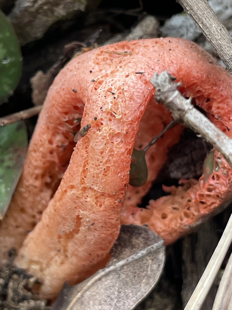 Clathrus columnatus · December 2025 · photo: © smokeybear33 (iNaturalist, cc0)