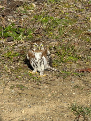 View observation of {o.common_name} on iNaturalist