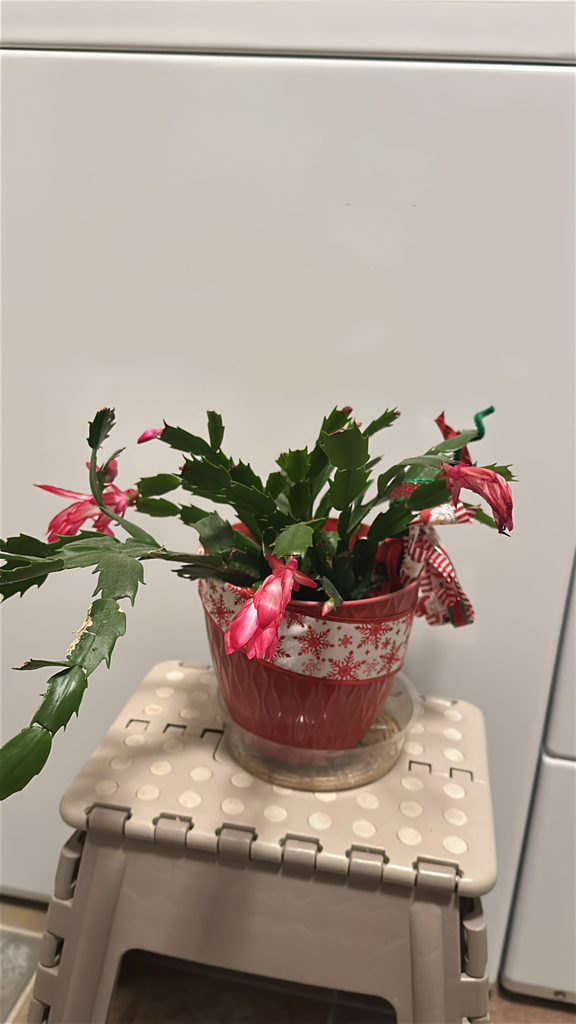 Schlumbergera