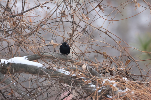 Red-winged Blackbird