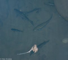 Neolissochilus stracheyi