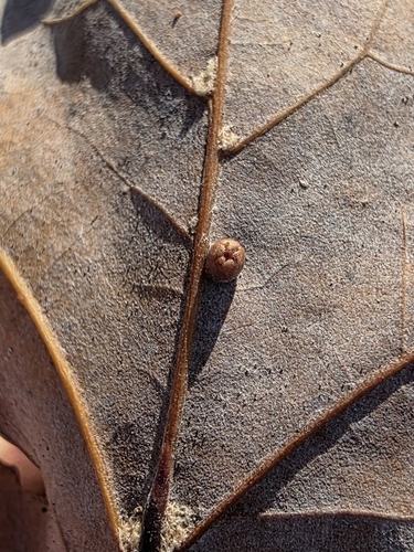 Unknown species found near Allen, TX, USA