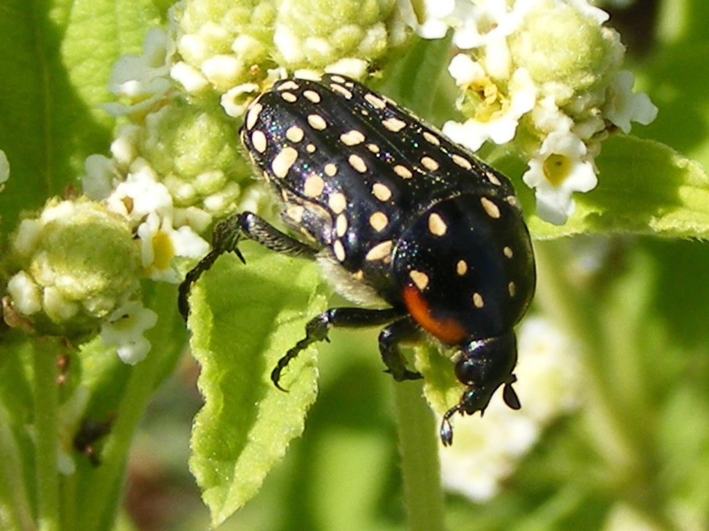 Common Dotted Fruit Chafer from Komati Gorge Lodge, Nkangala, South ...