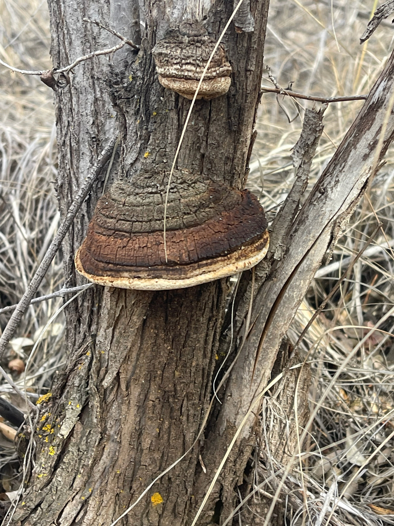 Fulvifomes robiniae · November 2025 · photo: © anthroveritas (iNaturalist, cc0)