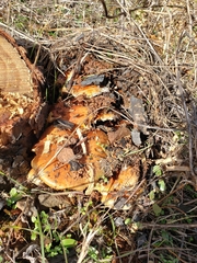 Pholiota brunnescens