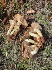 Pholiota brunnescens