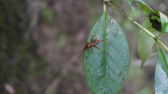 Degithina