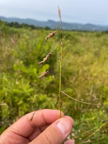 chestnut sedge (Carex castanea)