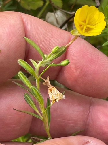Small Sundrops (Oenothera perennis)