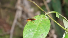 Degithina