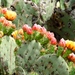 Opuntia robusta - Photo (c) prodenazas, alguns direitos reservados (CC BY-NC), uploaded by prodenazas