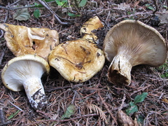 Lactarius scrobiculatus canadensis