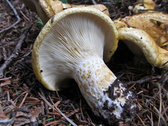 Lactarius scrobiculatus canadensis