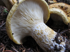 Lactarius scrobiculatus canadensis