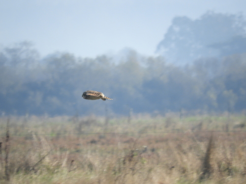 View observation of {o.common_name} on iNaturalist