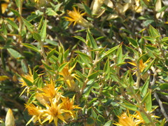 Chuquiraga avellanedae