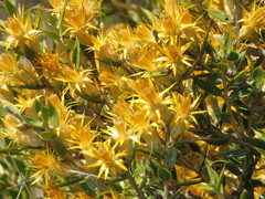 Chuquiraga avellanedae