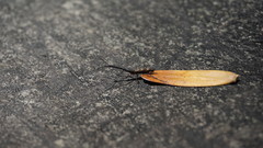 Lasiorhynchus barbicornis