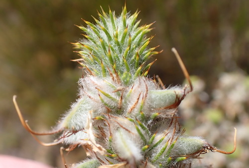 Dry Capegorse (Aspalathus shawii)