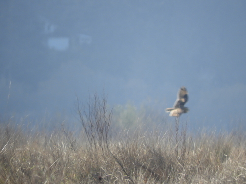 View observation of {o.common_name} on iNaturalist