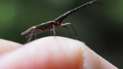 Lasiorhynchus barbicornis