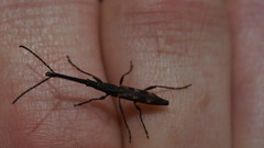 Lasiorhynchus barbicornis