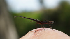 Lasiorhynchus barbicornis