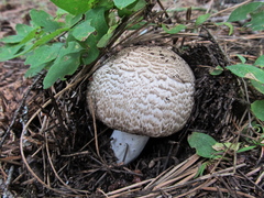 Agaricus moelleri