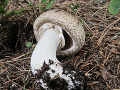 Agaricus moelleri