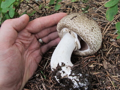 Agaricus moelleri