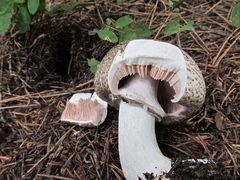 Agaricus moelleri