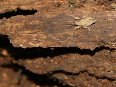 Discotettix kirscheyi