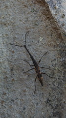 Lasiorhynchus barbicornis