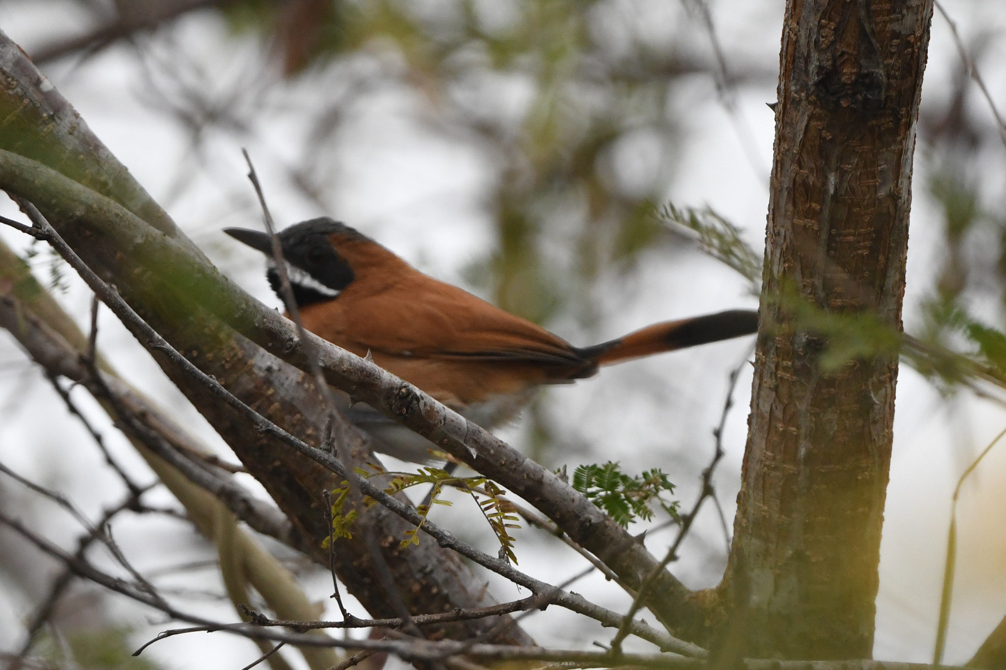 White-whiskered Spinetail (Synallaxis candei), photo 5