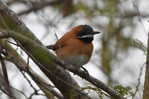 White-whiskered Spinetail (Synallaxis candei), photo 9