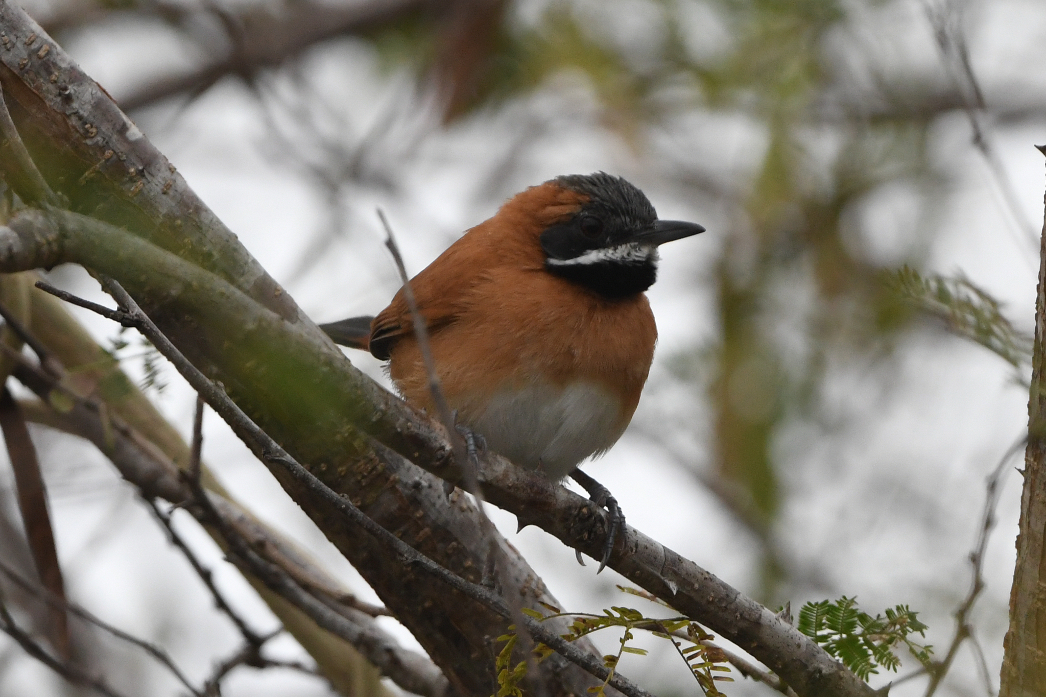 White-whiskered Spinetail (Synallaxis candei), photo 4