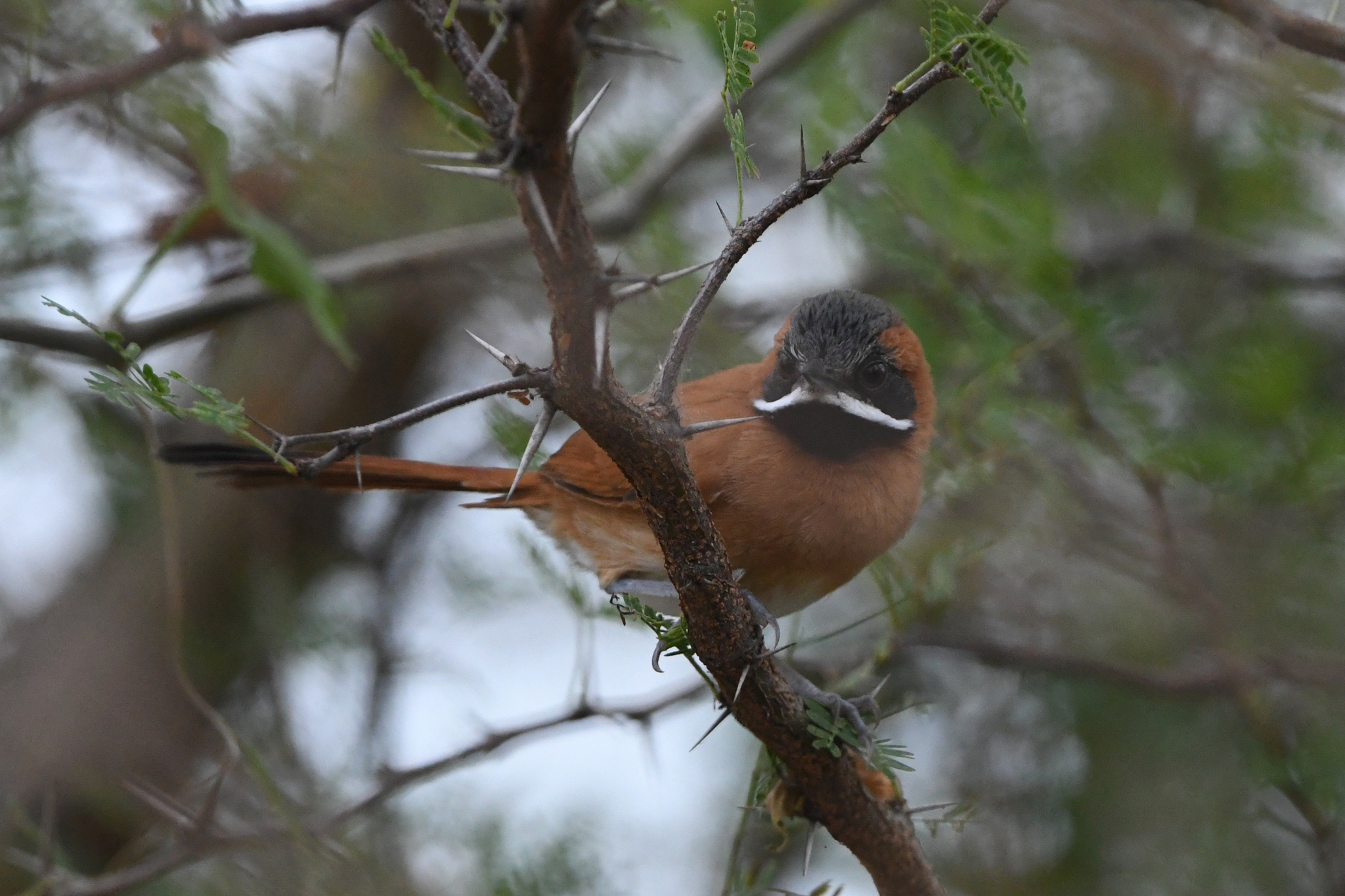 White-whiskered Spinetail (Synallaxis candei), photo 2