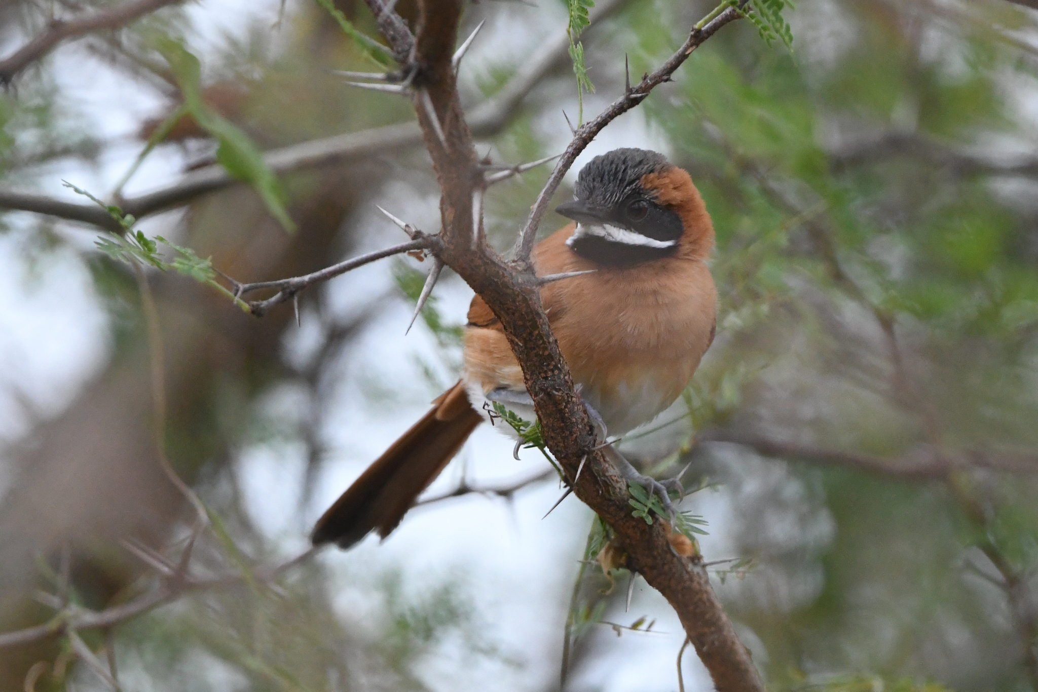 White-whiskered Spinetail (Synallaxis candei), photo 3